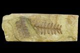 Pennsylvanian Seed Fern (Alethopteris) Fossil - Kansas #130261-1